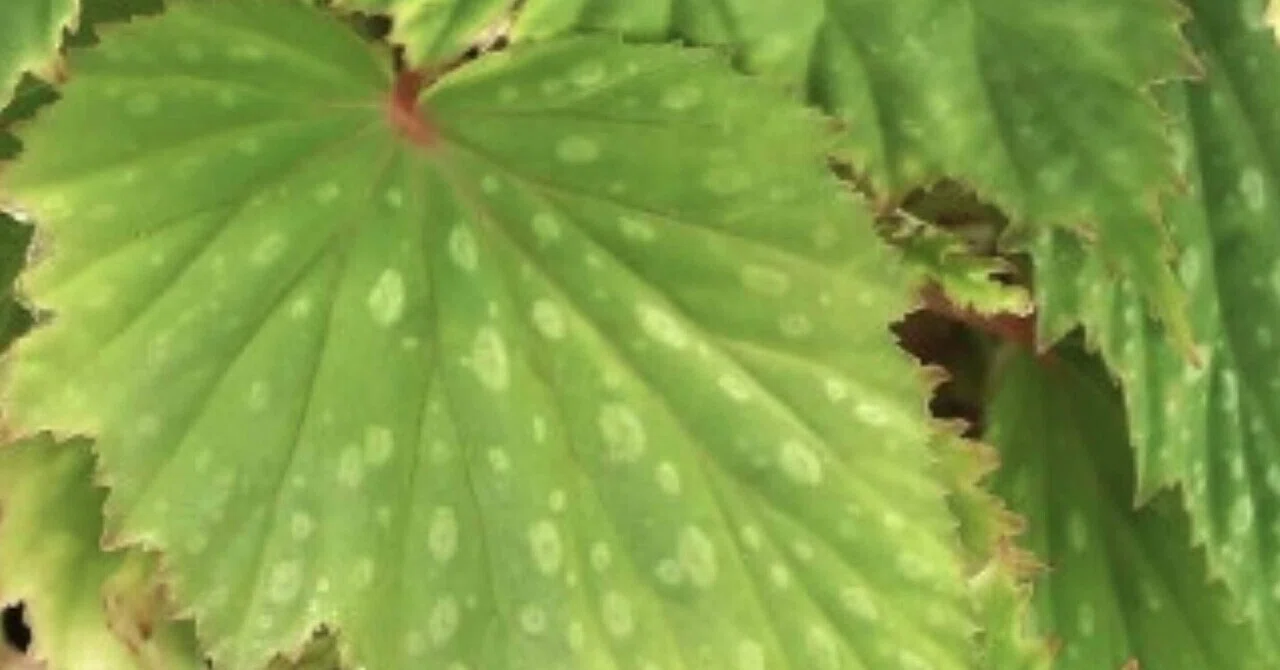 なおみの名がついたベゴニア。帰らぬ父が遺したもの。』｜植村なおみ