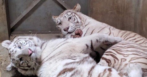 5f5f5b36e5b52d72a36584ccb1c772