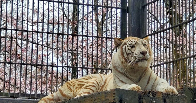 飼育員ブログ】肉食動物｜宇都宮動物園【公式】