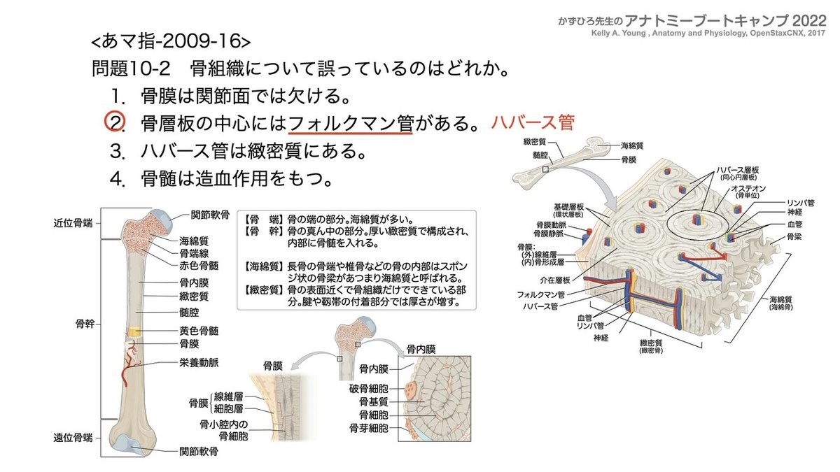 アナトミーブートキャンプ - 10.運動器系2022.006