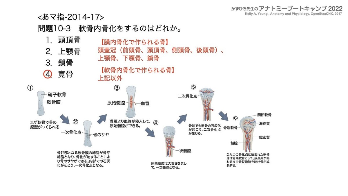 関節の構造と機能 アナトミーブートキャンプ2022 第10章 運動器系（1）骨系｜かず