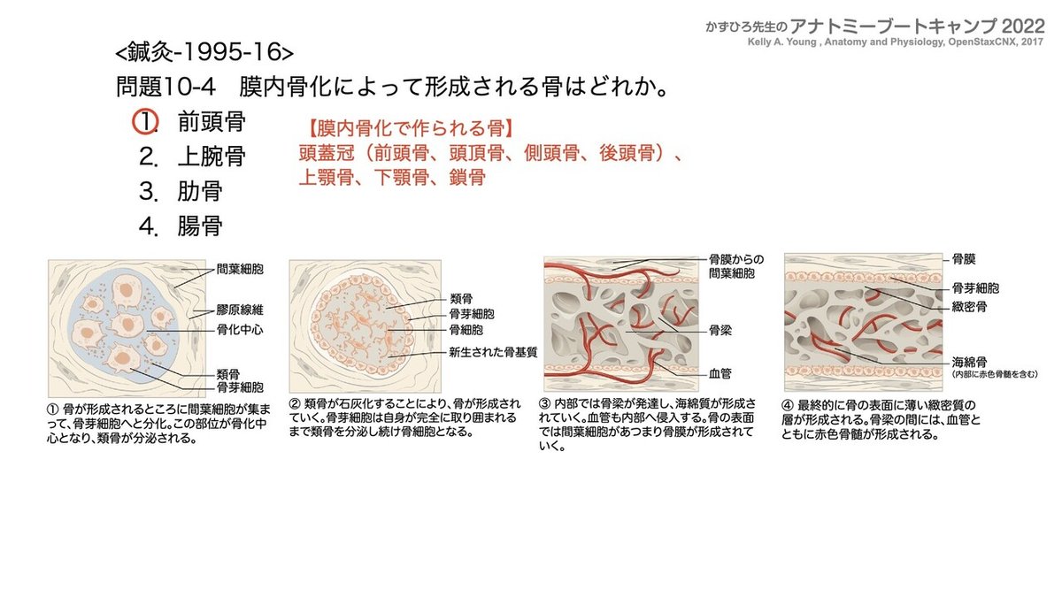 関節の構造と機能 アナトミーブートキャンプ2022 第10章 運動器系（1）骨系｜かず
