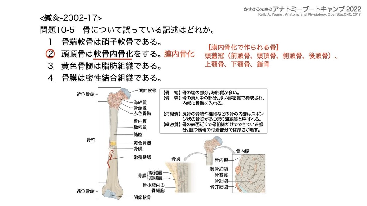アナトミーブートキャンプ2022 第10章 運動器系（1）骨系｜かず