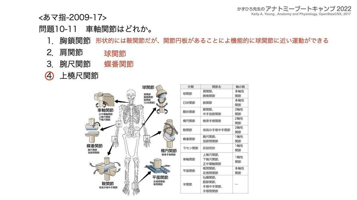 関節の構造と機能 アナトミーブートキャンプ2022 第10章 運動器系（1）骨系｜かず