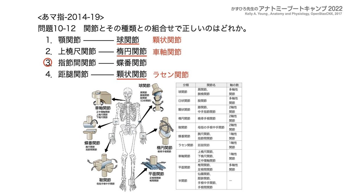 関節の構造と機能 アナトミーブートキャンプ2022 第10章 運動器系（1）骨系｜かず