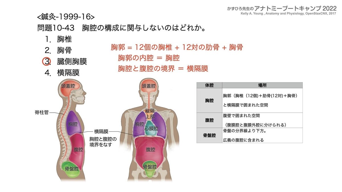 アナトミーブートキャンプ - 10.運動器系2022.091