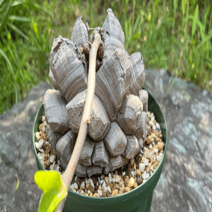 買ってよかったコーデックス4選｜swamps'