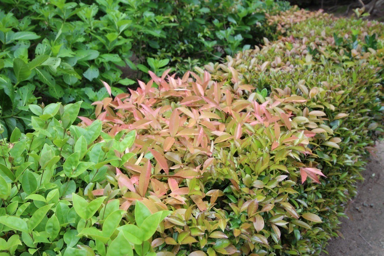 魅力がたくさん 森の案内人 Note 魅力がたくさん 森の案内人 Note