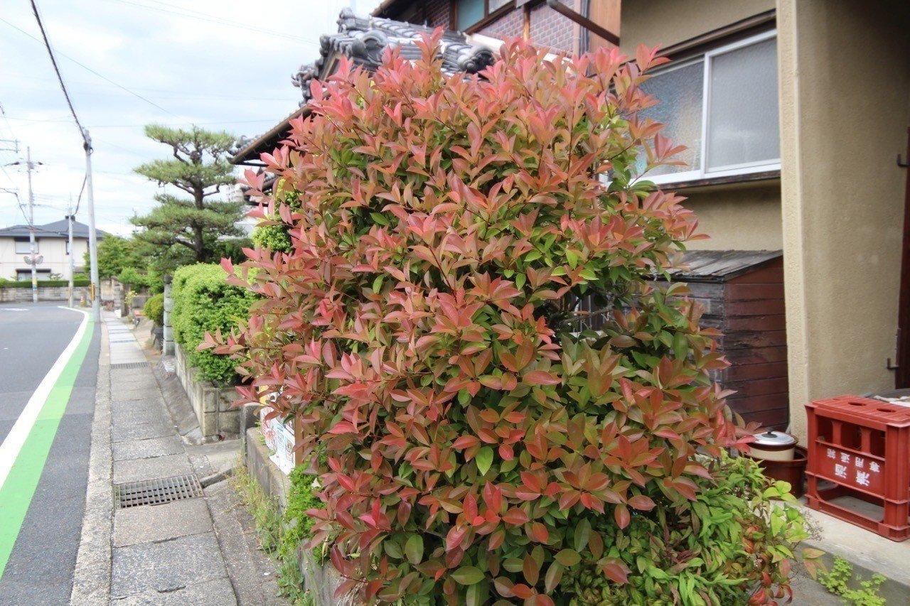 魅力がたくさん 森の案内人 Note 魅力がたくさん 森の案内人 Note