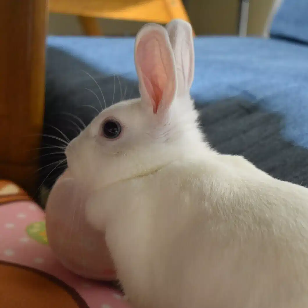 唯織(いおり)