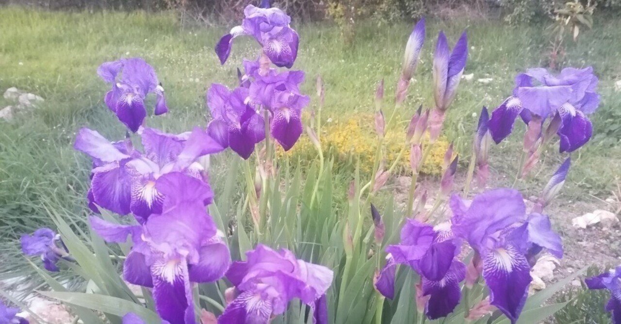 フランスの画家 モネの庭とアイリスの花 Kan Note