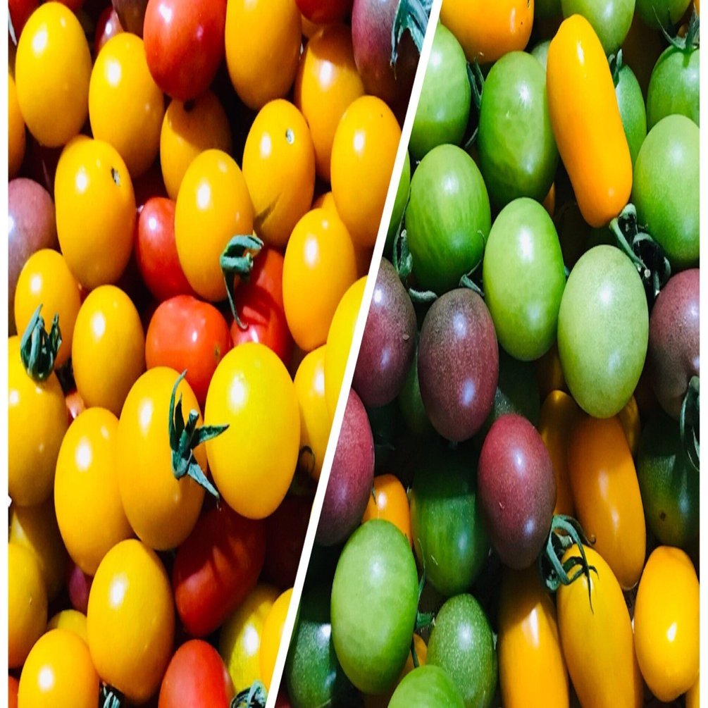 こたろうトマト2022 全39種 品種紹介｜那須高原こたろうファーム