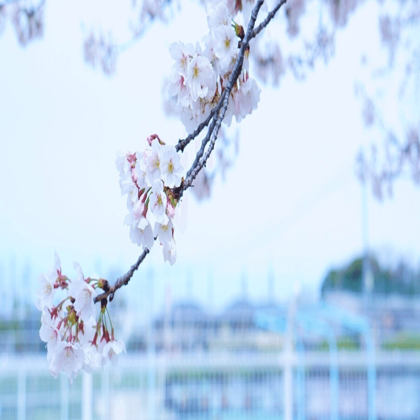ハンガリー医学部本コース入試の筆記試験過去問サンプル 生物｜山田