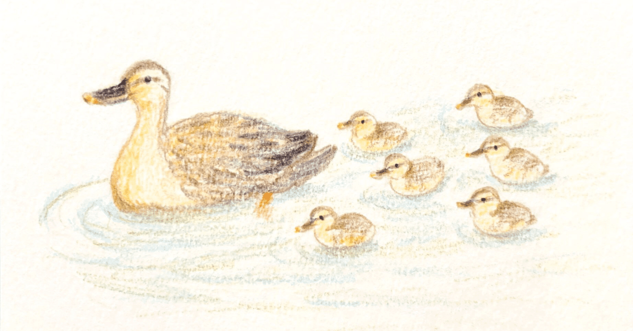 カモに注意！ カルガモ親子横断の季節です｜柿生隠者（かきお・いんじゃ）