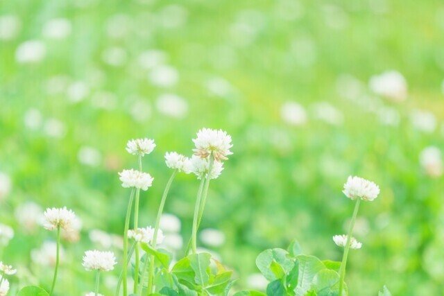 花　草原　葉