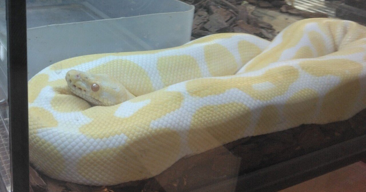 動物園へ行って見よう！ part 8) ボールニシキヘビ｜Hello−bye