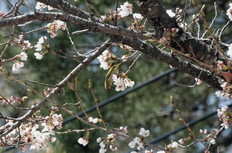 やっとーここら辺の桜咲きましたーメジロも喜んでいる。メジロってよく見ると顔コワイ。クロツグミも来た。ブチャ生きてた。コントレイルと桜など。#野鳥　#桜　#メジロ　#クロツグミ　#コントレイル