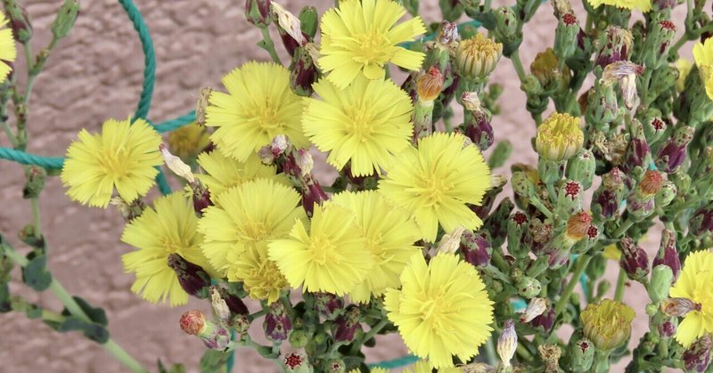 サニーレタスの花 の新着タグ記事一覧 Note つくる つながる とどける
