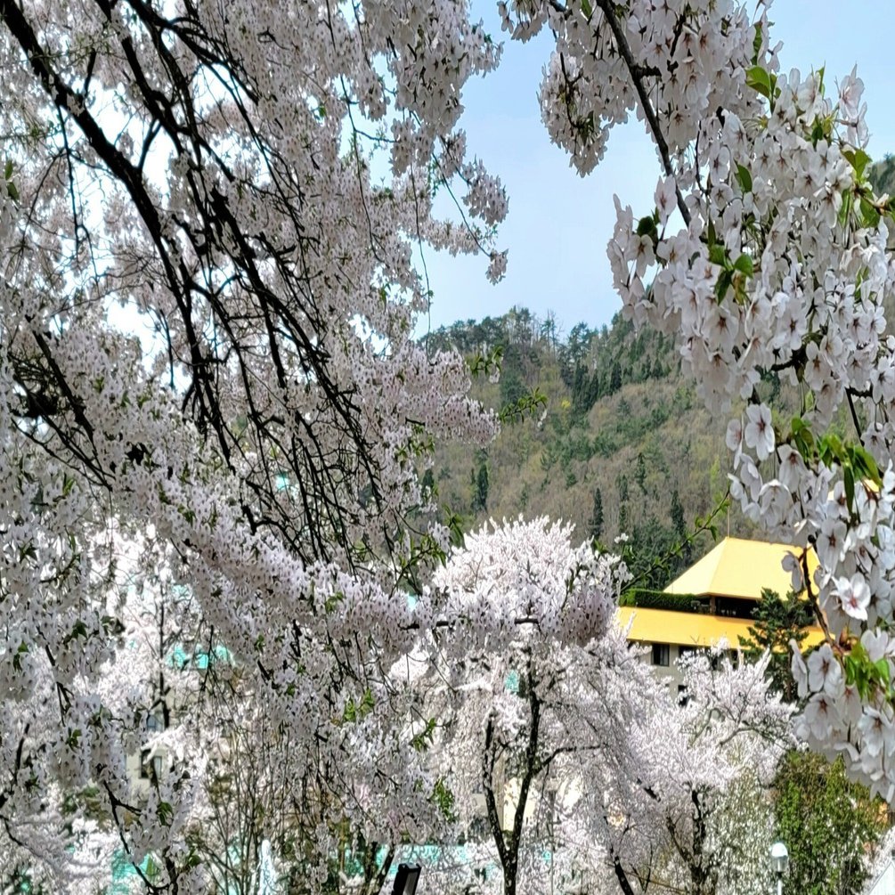 車中泊で 桜 と日本一周 36県目 岩手編 ハイ どんどん わんこそばと イーハトーブ花巻 地球へ途中下車夫婦 根津眞澄 妻 オット Note