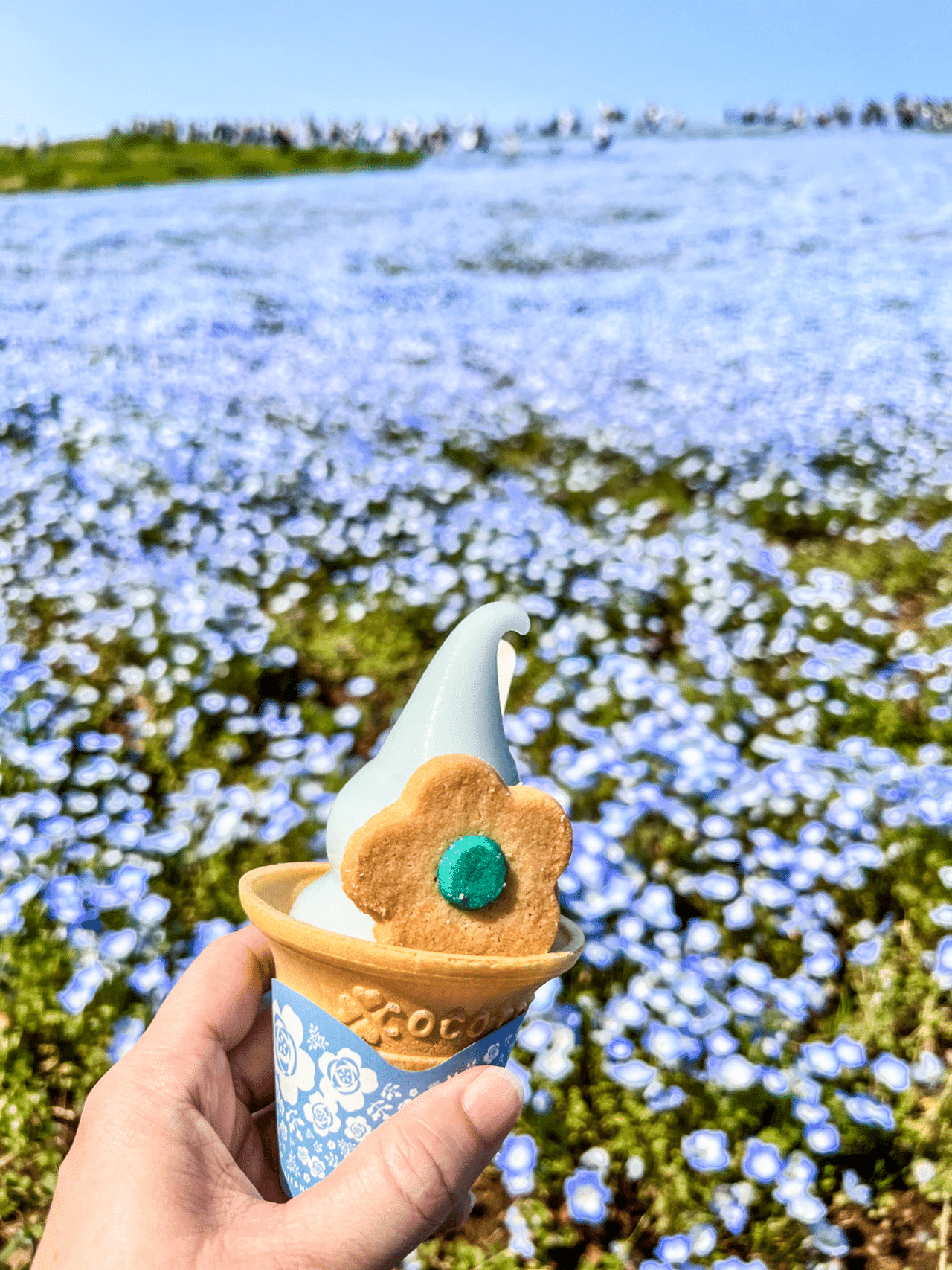 茨城県ネモフィラ天国 カメミ Note