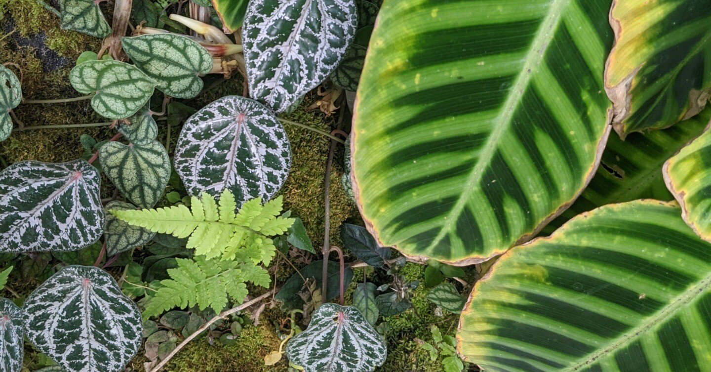 インドネシア原産の熱帯植物 熱帯植物の世界｜Ren@Chennai