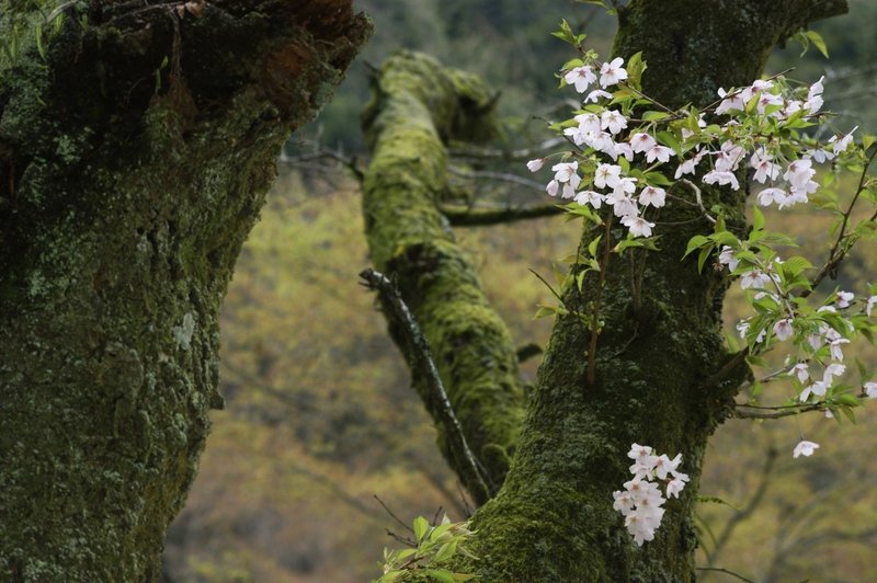 深山の桜 作品紹介 神家正成 ミステリー作家 小説家 Note