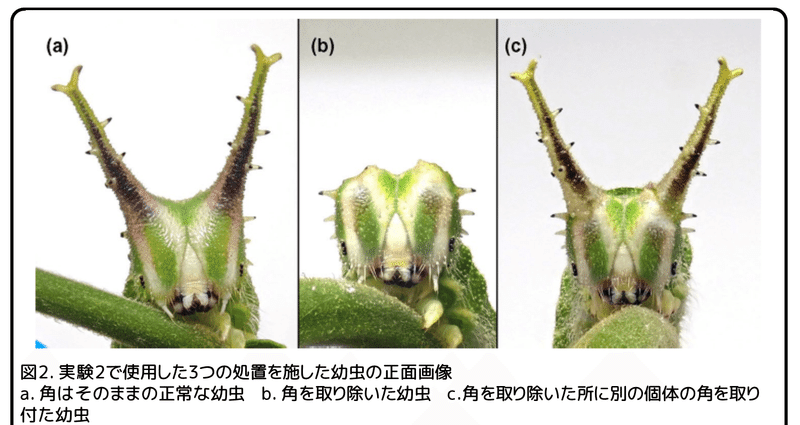 ゴマダラチョウの幼虫の角 角は盾 生物学 かわいせーざん 基礎研究っておもしろい 生物編 Note