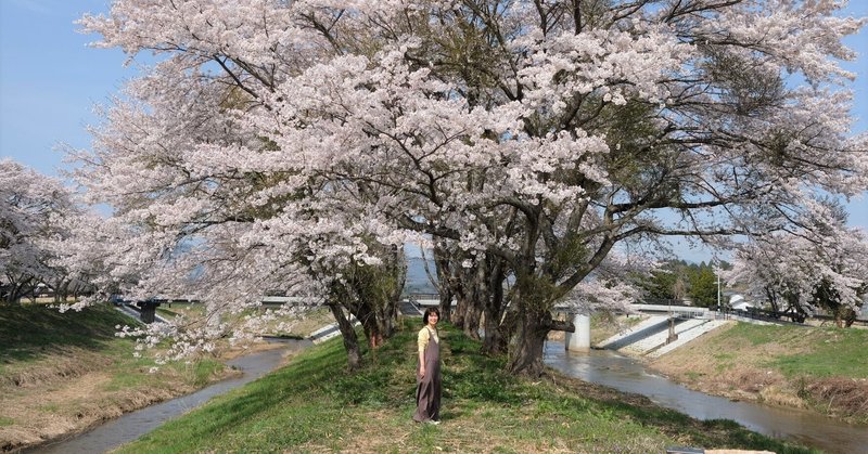 小高川の真ん中に咲く、大きな桜の木の下で