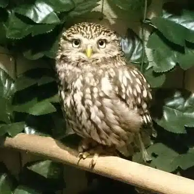 セレネア