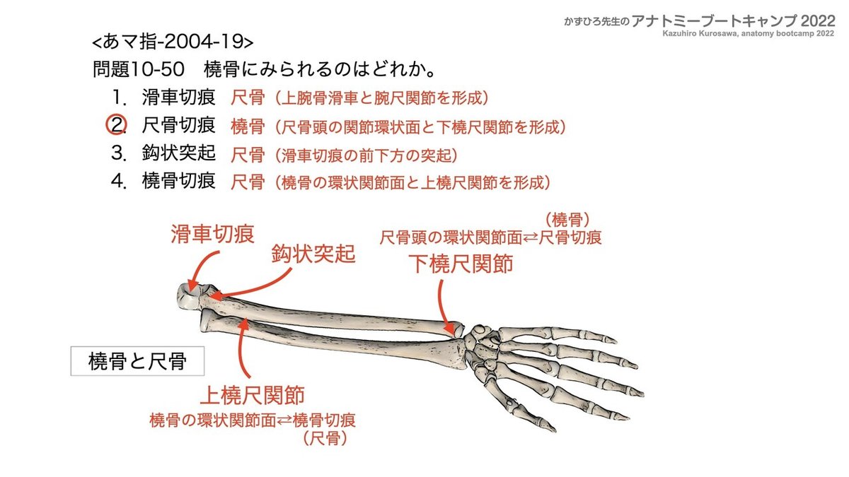 アナトミーブートキャンプ2022 第10章 運動器系（1）骨系｜かず