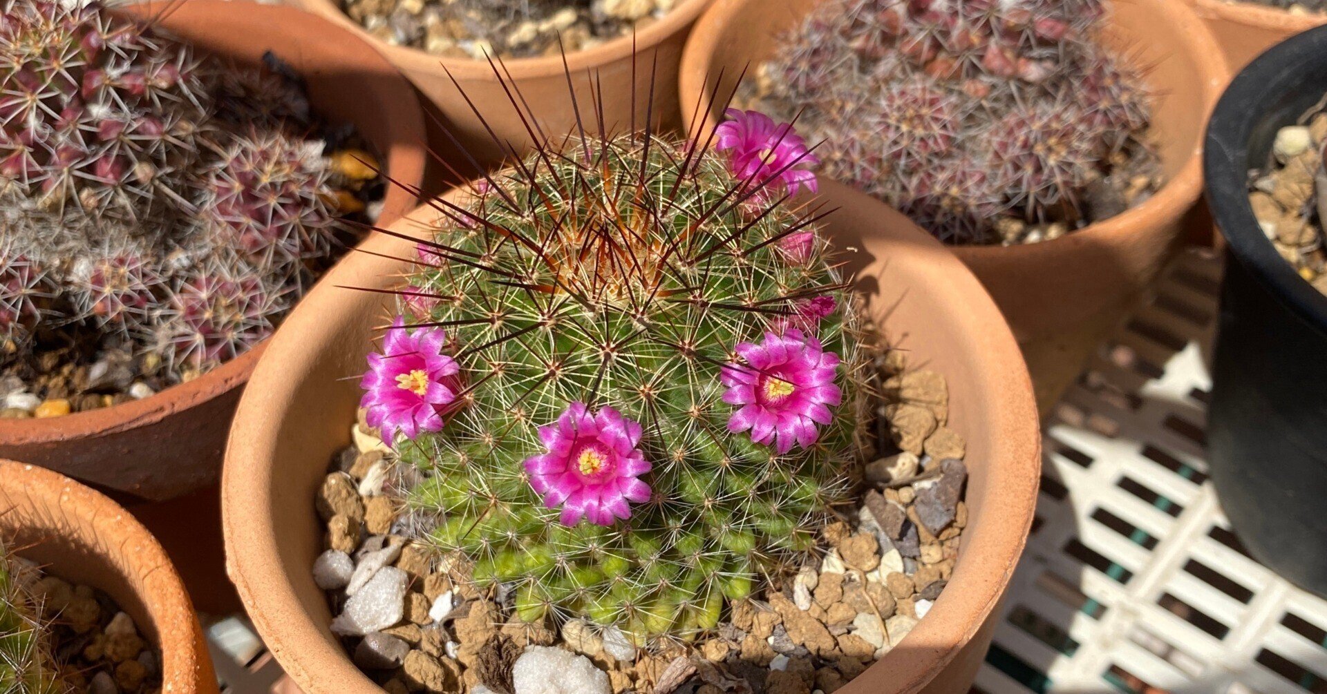 サボテンの植え替え22 ナナメ Note サボテンの植え替え22 ナナメ Note