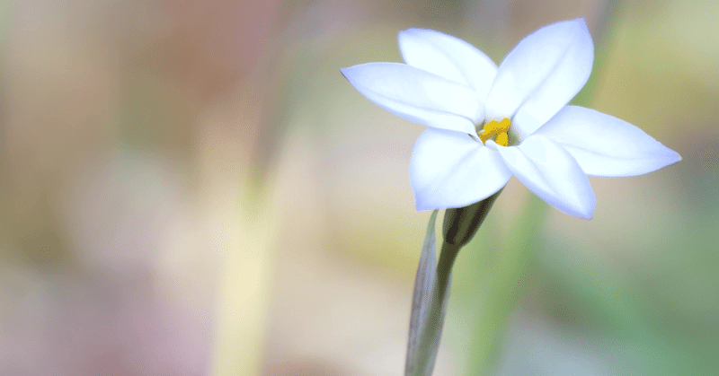 幽けき色の花＃ハナニラ