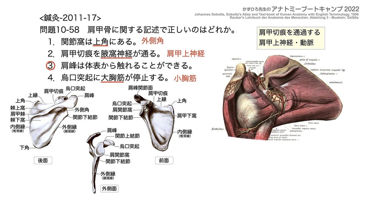 アナトミーブートキャンプ - 10.運動器系2022.122