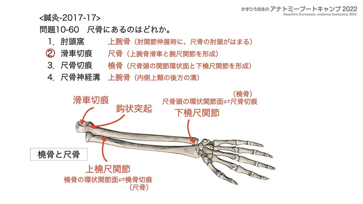 アナトミーブートキャンプ2022 第10章 運動器系（1）骨系｜かず