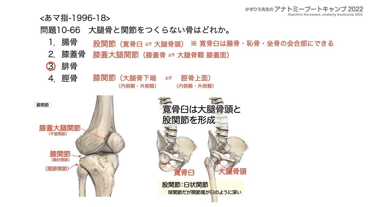 アナトミーブートキャンプ - 10.運動器系2022.139