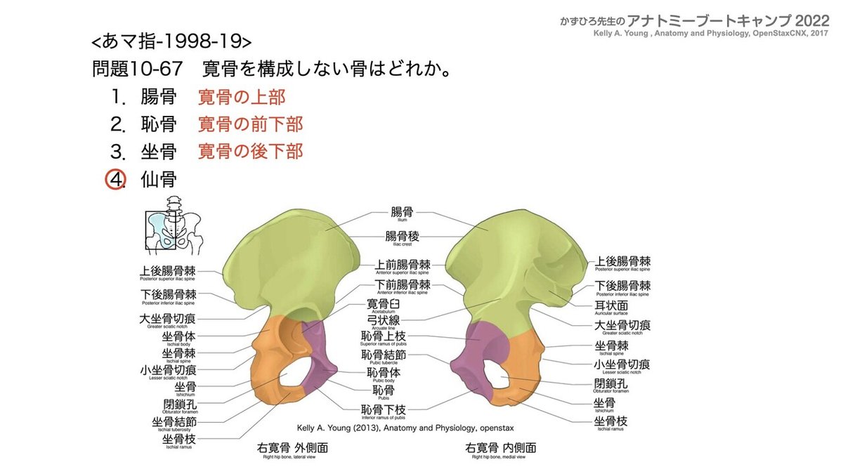 アナトミーブートキャンプ2022 第10章 運動器系（1）骨系｜かず