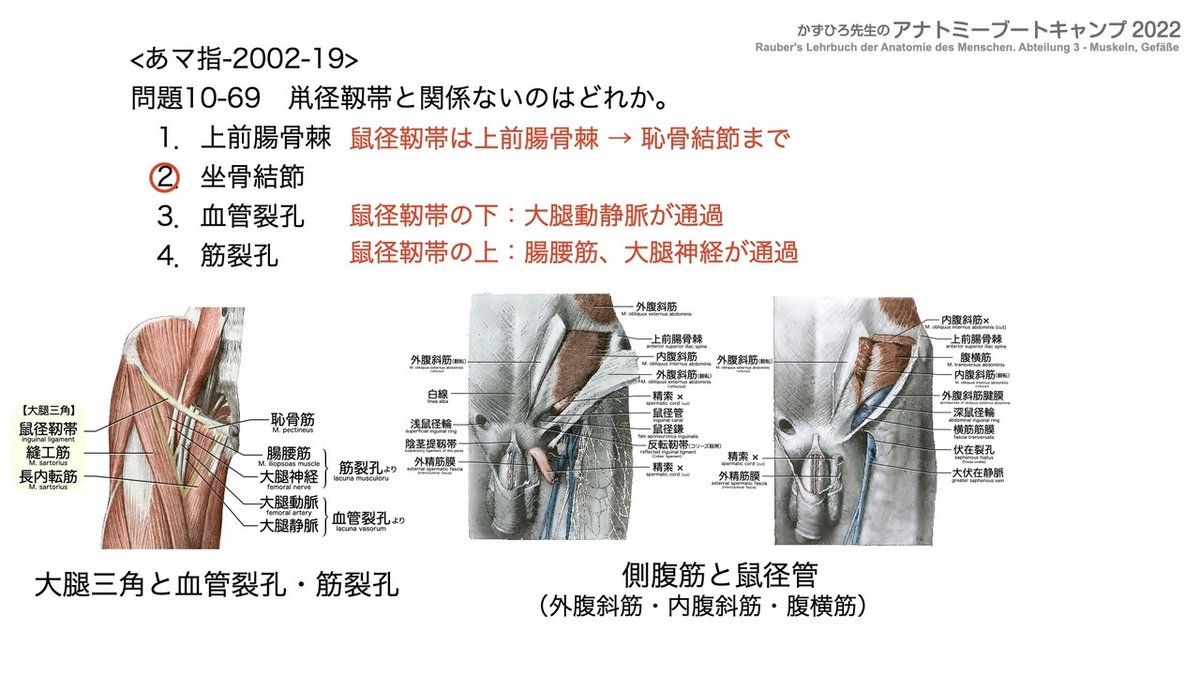アナトミーブートキャンプ2022 第10章 運動器系（1）骨系｜かず