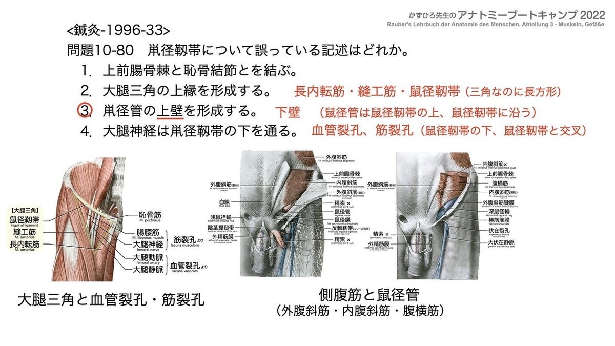 関節の構造と機能 アナトミーブートキャンプ2022 第10章 運動器系（1）骨系｜かず
