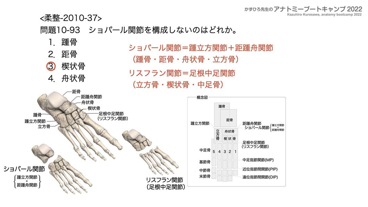 関節の構造と機能 アナトミーブートキャンプ2022 第10章 運動器系（1）骨系｜かず