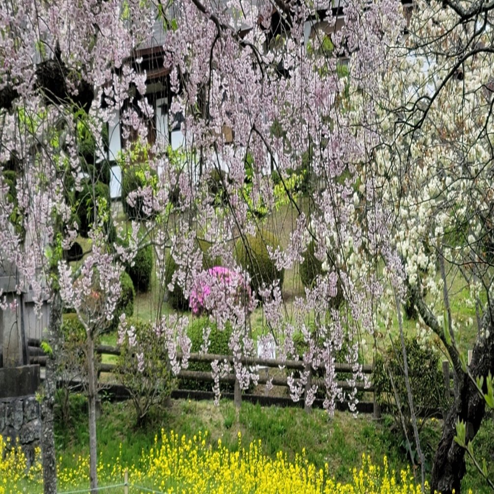 車中泊で 桜 と日本一周 37県目 宮城編 東北地方の桜 見納めの地は仙台 地球へ途中下車夫婦 根津眞澄 妻 オット Note