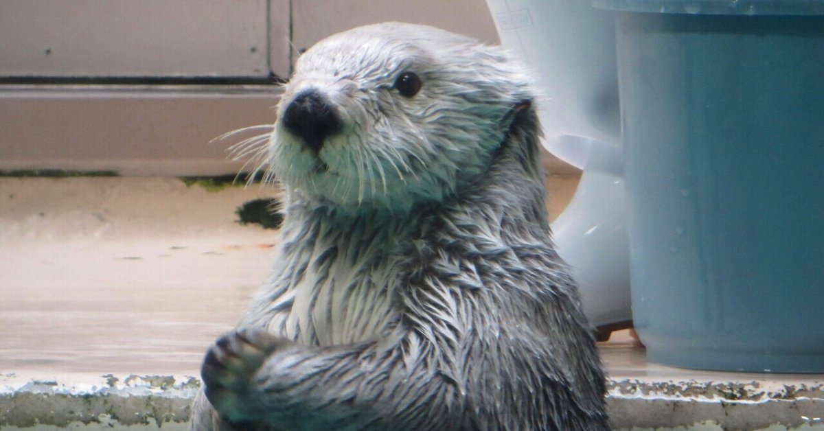 メイちゃん誕生日おめでとう。｜Olivine 