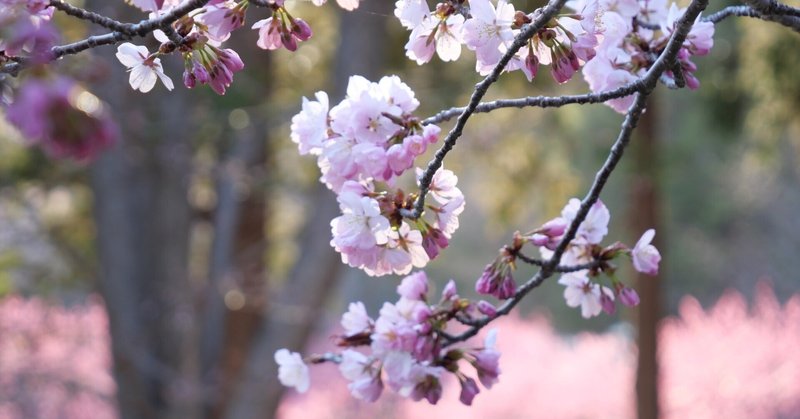 桜も咲きましたよー！