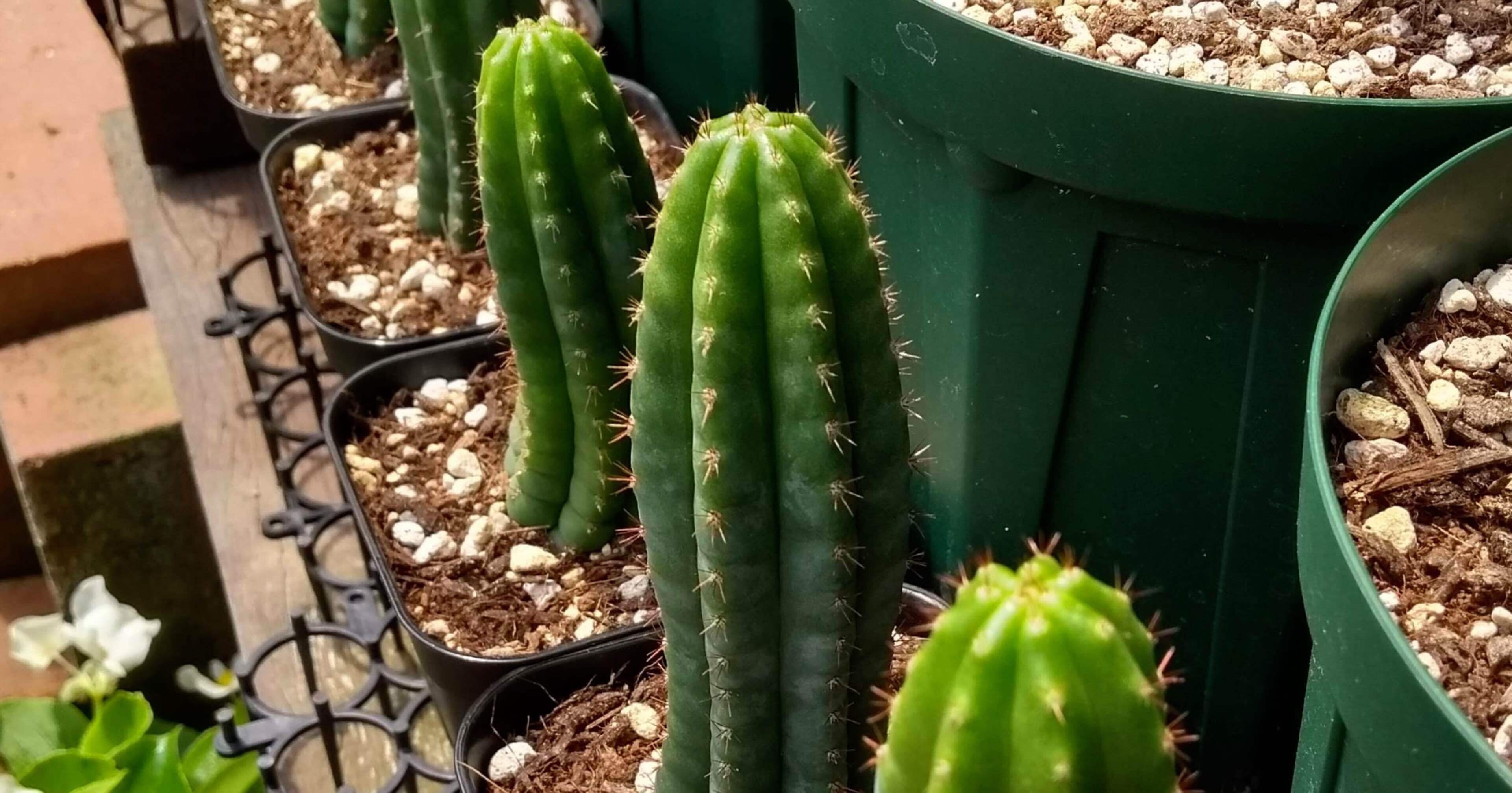 種子50粒 トリコケレウス・パチャノイ（多聞柱）(Trichocereus