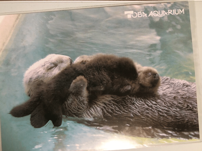 70周年記念 鳥羽水族館 コレクションカード メイちゃん ポテト レア ラッコ 鳥羽水族館 コレクションカード 70周年記念 ラッコ メイちゃん