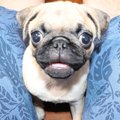 パグ座りを覚えたきなこ きなこもち Note