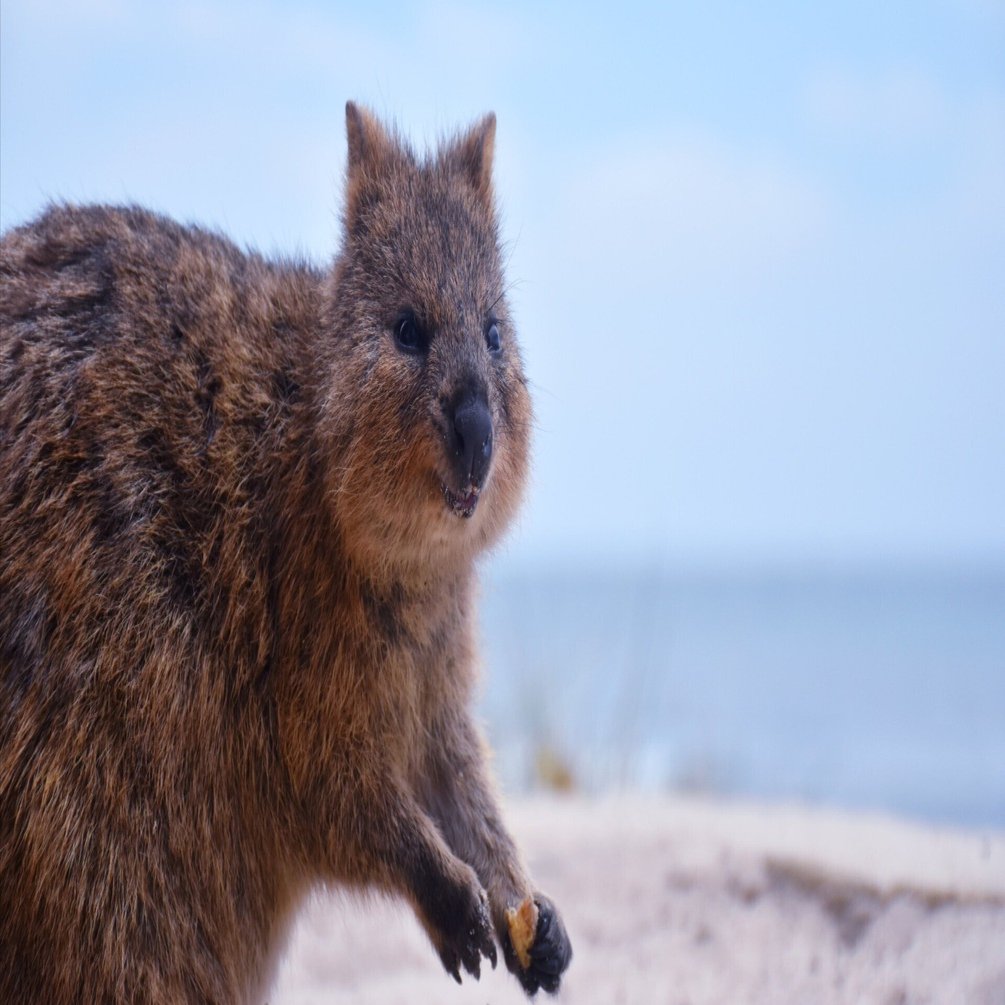 クアッカワラビー の動画を見るだけで ストレスや不安が減少する 地亜貴 C C 奈良大好き奈良love ならばー でも大阪も大好きな大阪市民のitアドバイザー Note