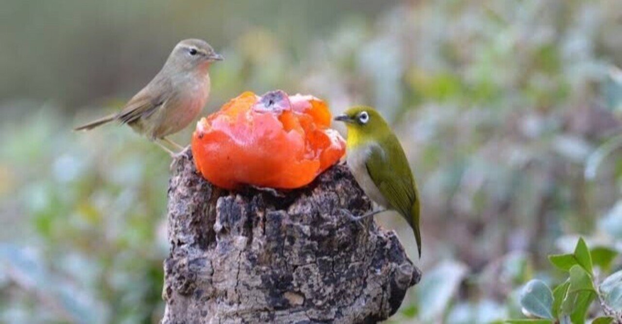 メジロ、ウグイス和鳥籠 メジロ｜動植物図鑑｜水とみどりの森の駅｜岡崎おでかけナビ - 岡崎市