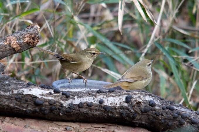 第2032回 ウグイスとメジロ｜翆野 大地
