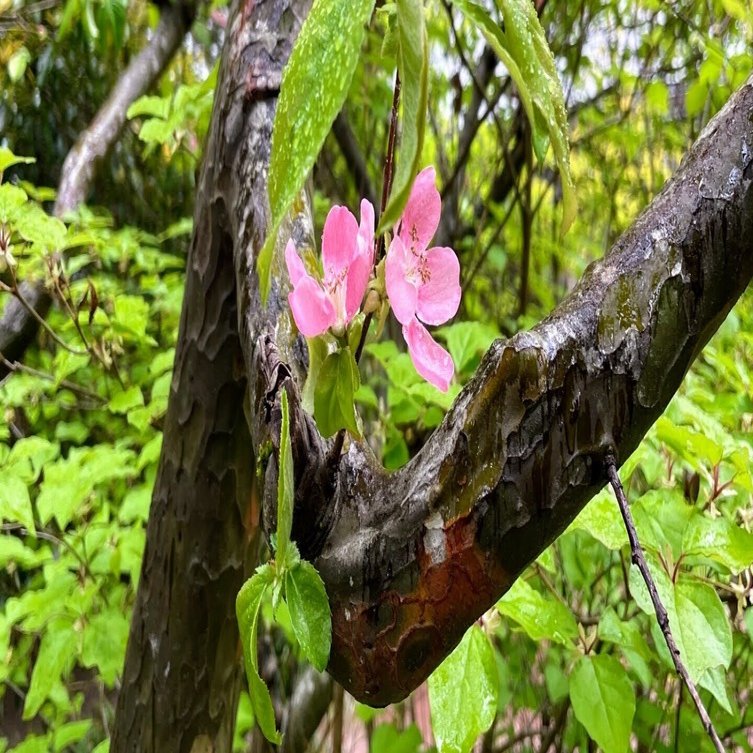 木村セツ 木村いこ 祖母と孫の2人展22 ギャラリー山陽堂 美術館とお寺 Note