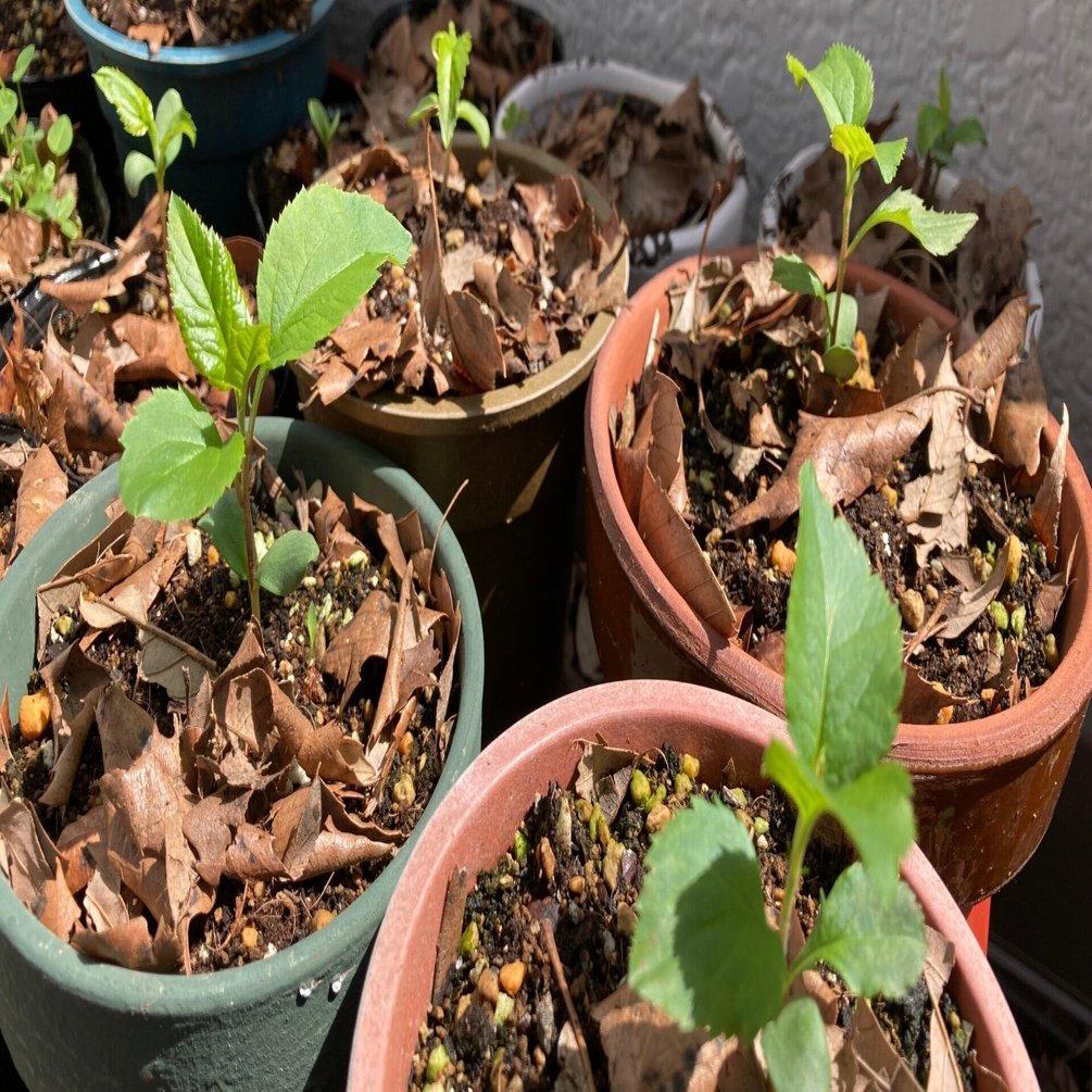 種から始める🍎栽培2：異なる品種探しと、成長記録｜大森 雄貴 / Yuki